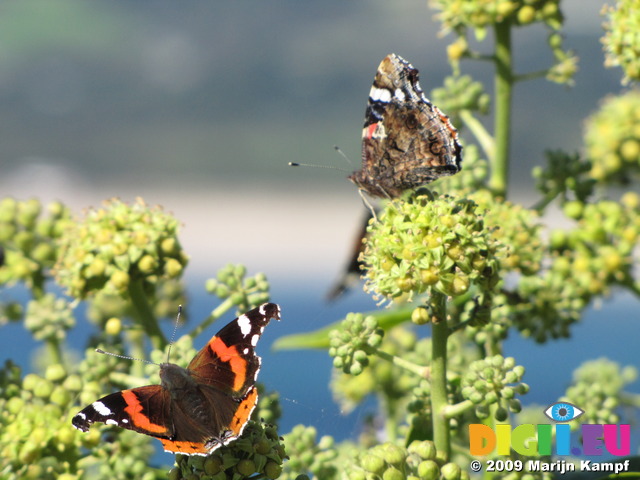 SX09137 Two Red Admiral butterflies (Vanessa atalanta)